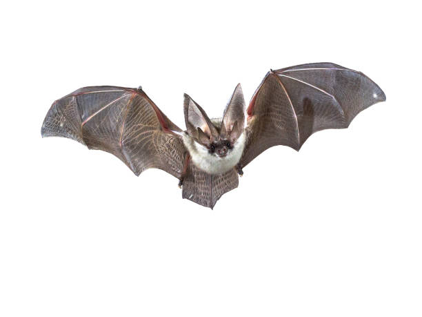 흰색 배경에 고립 된 비행 회색 긴 귀 박쥐 스톡 사진
