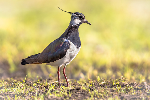 Northern Lapwing (Vanellus vanellus) bird standing in meadow on bright green background