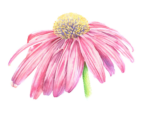 Echinacea Flower Watercolor Vector Iillustration
