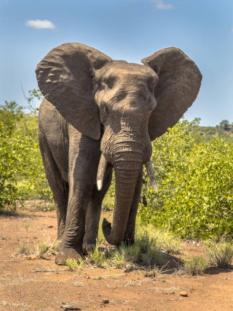 istock Portrait of African Elephant 1202608481