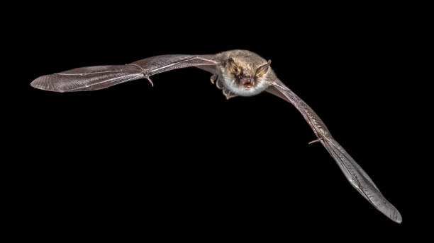 isolated Flying bat on black background Isolated flying bat (Myotis nattereri) with distinctive white belly, on black background echolocation photos stock pictures, royalty-free photos & images
