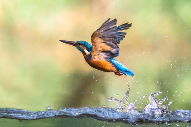 Common European Kingfisher emerging abstract Common European Kingfisher (Alcedo atthis).  river kingfisher diving and emerging from water and flying back to lookout post on green background generic description photos stock pictures, royalty-free photos & images