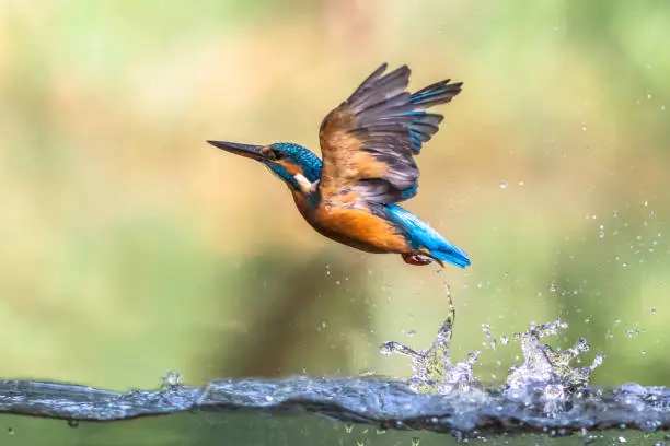 Photo of Common European Kingfisher emerging abstract