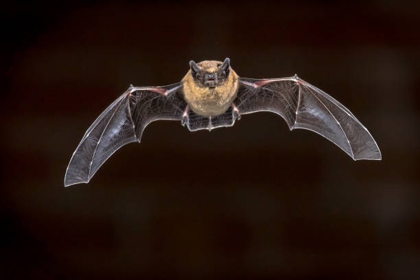 istock Flying Pipistrelle bat in front of brick wall 1202608542