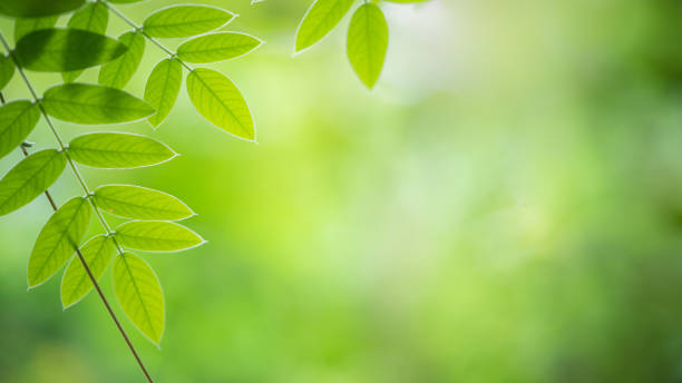 istock Nature view of green leaf for cover page. 1202609476