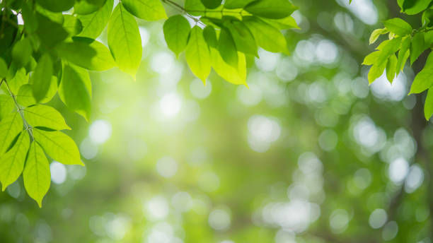 istock Nature view of green leaf for cover page. 1202609480