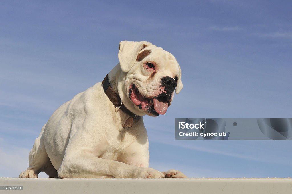 Branco bower - Foto de stock de Animal royalty-free