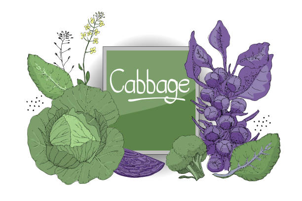 ilustraciones, imágenes clip art, dibujos animados e iconos de stock de conjunto con repollo fresco. - agriculture backgrounds cabbage close up
