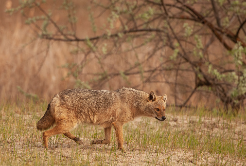 A female Golden Jackal, Canis aureus, aka European Jackal or Caucasian Jackal, walking across a sand-dune in Ultima Frontiera, part of the Danube Delta Biosphere Reserve, a UNESCO World Heritage site in eastern Romania.