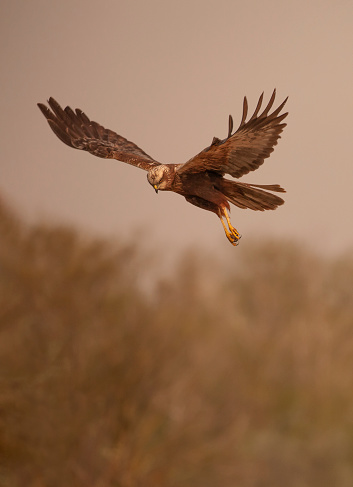 Western Marsh Harrier, Circus aeruginosus, in flight over Ultima Frontiera, part of the Danube Delta Biosphere Reserve, a UNESCO World Heritage Site in eastern Romania. Early morning.