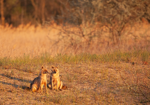 A mother Golden Jackal, Canis aureus, and one of her nearly-grown pups sitting in the light of an early morning in Ultima Frontiera, part of the Danube Delta Biosphere Reserve, a UNESCO World Heritage Site in eastern Romania. This species has an expanding population and is spreading westwards throughout mainland Europe.