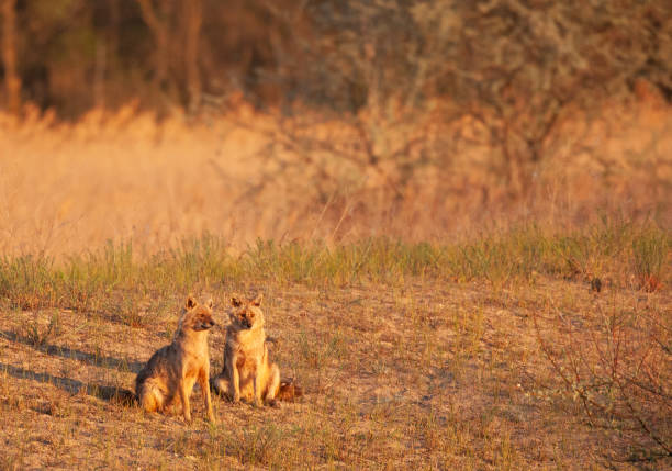Two wild Golden Jackals, Canis aureus, in early morning sun. Romania. A mother Golden Jackal, Canis aureus, and one of her nearly-grown pups sitting in the light of an early morning in Ultima Frontiera, part of the Danube Delta Biosphere Reserve, a UNESCO World Heritage Site in eastern Romania. This species has an expanding population and is spreading westwards throughout mainland Europe. aureus stock pictures, royalty-free photos & images