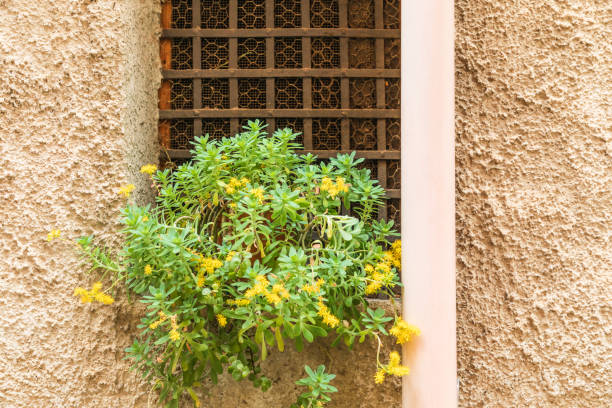 Italy, Sicily, Palermo Province, Castelbuono. Plant growing on a window sill in Castelbuono.