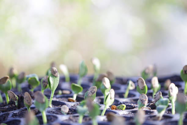 small little pumpkin plants growing