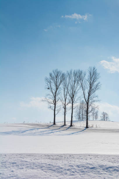 istock Snow field and winter grove with a blue sky 1202613001