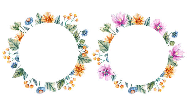 ilustraciones, imágenes clip art, dibujos animados e iconos de stock de marcos redondos con flores silvestres de acuarela. - chamomile plant chamomile bouquet wildflower