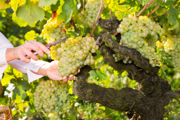 white grapes gathered by female hands - table grape imagens e fotografias de stock