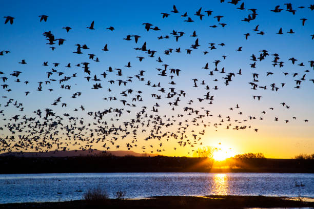 istock Snow Geese at Bosque Del Apache National Wildlife Refuge 1202614666