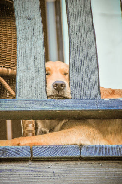 Golden Retriever dog sleeping with his nose peeking through a deck railing.