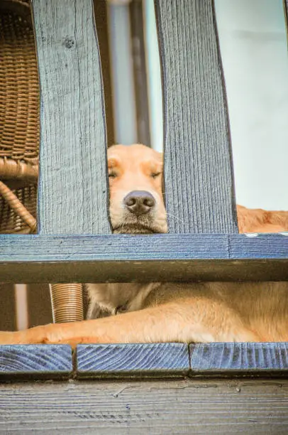 Photo of Dog snoozing with his nose peeking through the rails