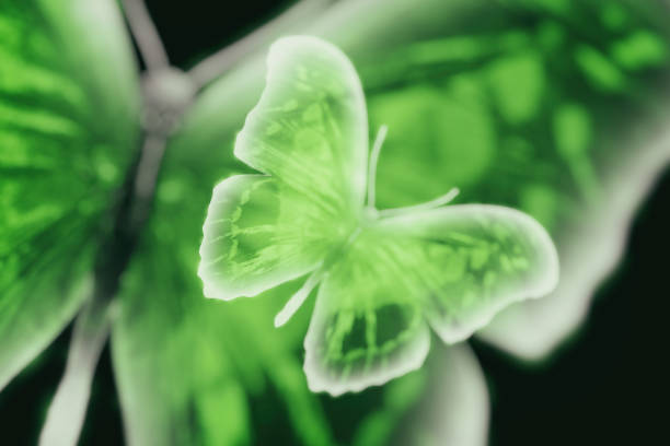 istock tropical green butterfly. isolated on white 1202616341