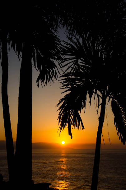 istock Silhouette of palm trees on the beach at sunset 1202616456