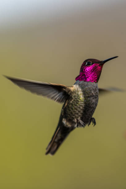 istock Hummingbird flying, flapping its wings in flight 1202616657