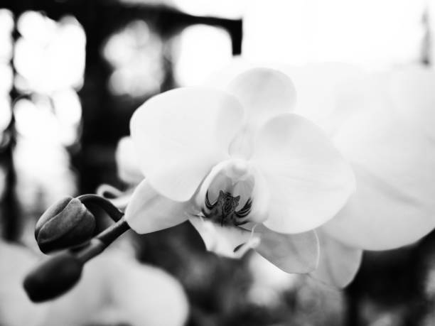 istock Beautiful white flowers 1202617389