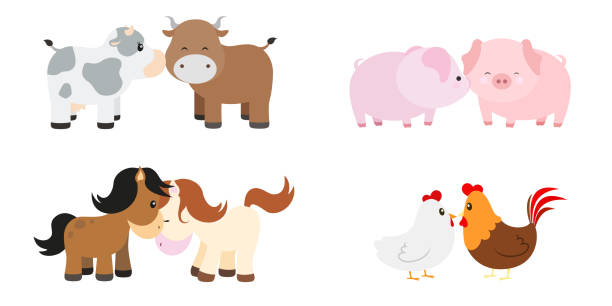 süße tier paare vektor illustration set auf weiß - livestock isolated young animal chicken stock-grafiken, -clipart, -cartoons und -symbole