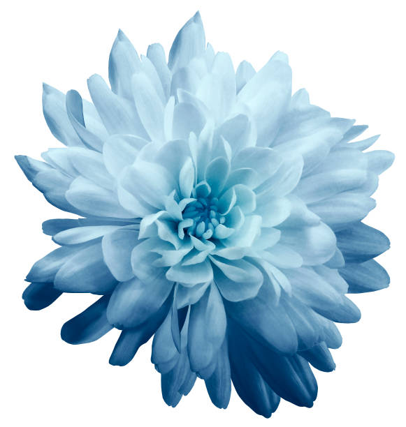 Chrysanthemum Light Blue Flower On Isolated White Background With Clipping  Path Without Shadows Closeup For Design Nature Stock Photo - Download Image  Now - iStock