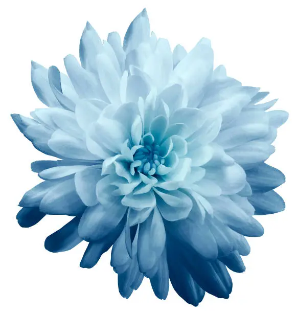 Photo of Chrysanthemum light blue. Flower on  isolated  white background with clipping path without shadows. Close-up. For design. Nature.