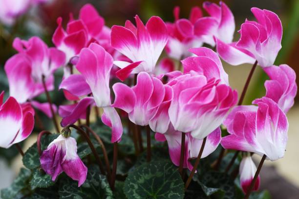 istock Cyclamen flowers 1202621615