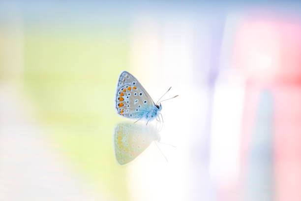istock A beautiful Polymmatus Icarus butterfly on a window 1202621626