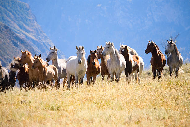 troupeau de chevaux - prairie grass southwest usa usa colorado photos et images de collection