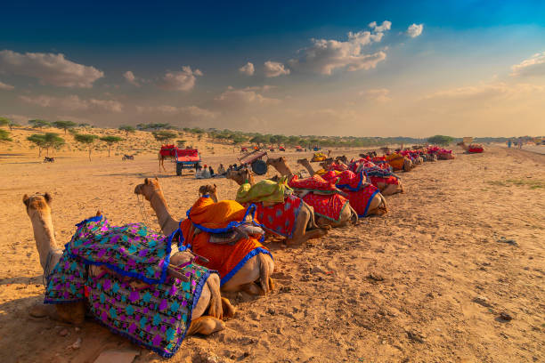 istock Camels of Thar desert , Rajasthan, India 1202623741