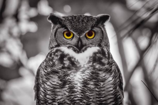 istock Great Horned Owl Portrait 1202625551
