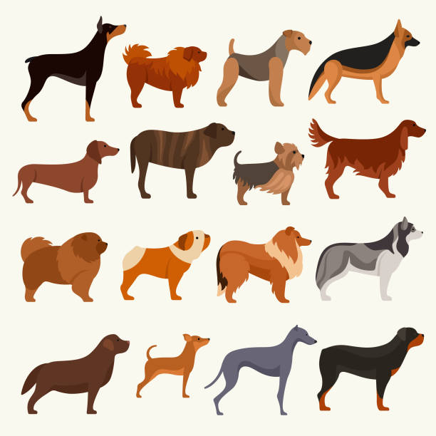 Dog breeds vector illustration set Dogs vector illustration mini shar pei puppies stock illustrations