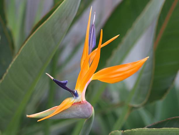 istock Bird of Paradise 1202630618