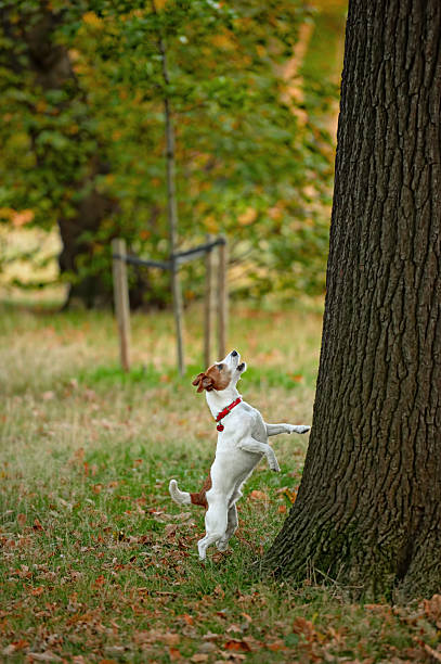 Frustrated Parson Jack Russell terrier barking up the wrong tree? Frustrated Parson Jack Russell terrier, standing on his hind legs,  barking up the wrong tree? barking animal photos stock pictures, royalty-free photos & images