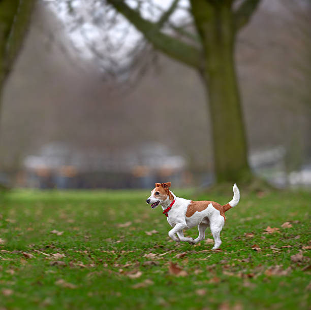 Parson Jack Russell terrier enjoying a run in the park.