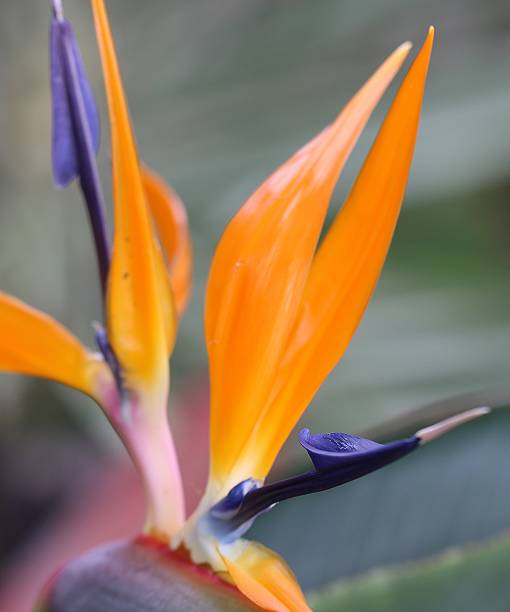 istock Bird of Paradise in full bloom 1202632879