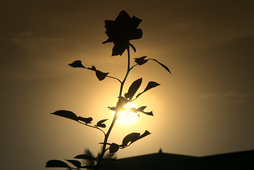 A beautiful sunburst at sunset cascading rays through the petals