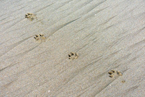 pies łapa drukuje na piasku. ślady psów na piaszczystej plaży oceanu. ślady łapy samotnego psa wydrukowane w piasku na plaży - dog paw print beach footprint zdjęcia i obrazy z banku zdjęć