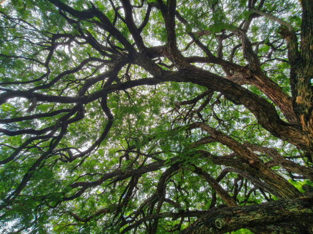 Planted in 1884 this huge Rosewood is one of the oldest and biggest in the world, Tipuana Tree (Tipuana Tipu), Botanical Garden, Brisbane, Australia. Converted from RAW.