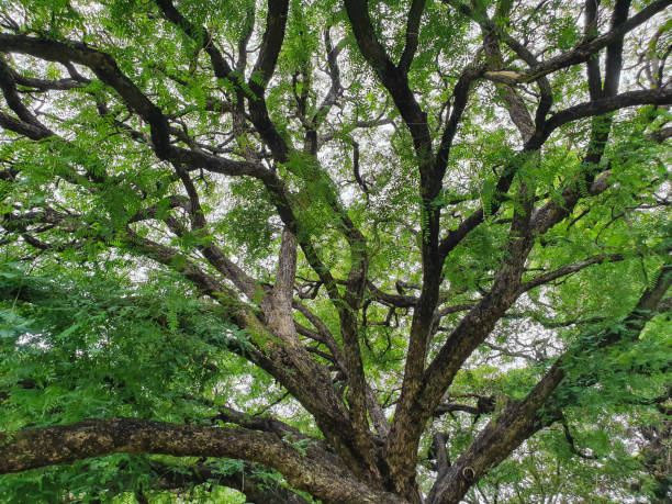 istock Rosewood, Tipuana Tree (Tipuana Tipu), Botanical Garden, Brisbane, Australia 1202634665