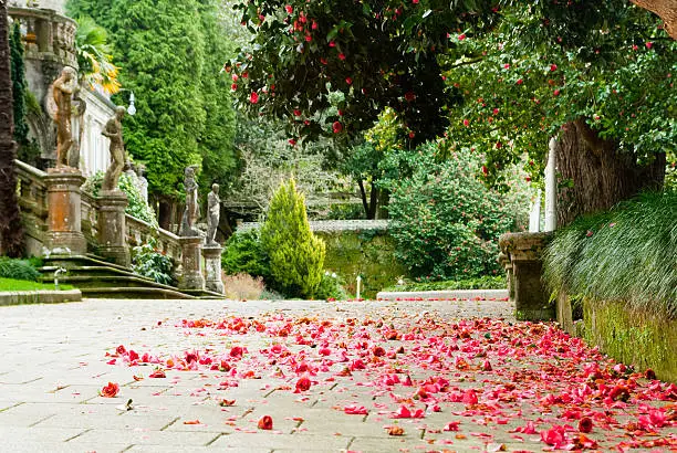 camellias in the ground at the entrance of a palace in Galicia, Spain