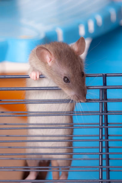 curious domestic rat portrait of a curious domestic rat in a cage rat cage stock pictures, royalty-free photos & images