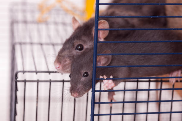 istock portrait of domestic rats 1202636437