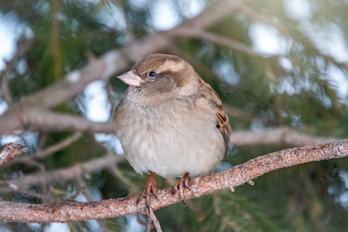 Sparrow sits on a branch without leaves in the sunset light. Sparrow on a branch in the autumn or winter