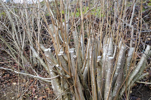 close-up of a pruned bush in winter with cut branches